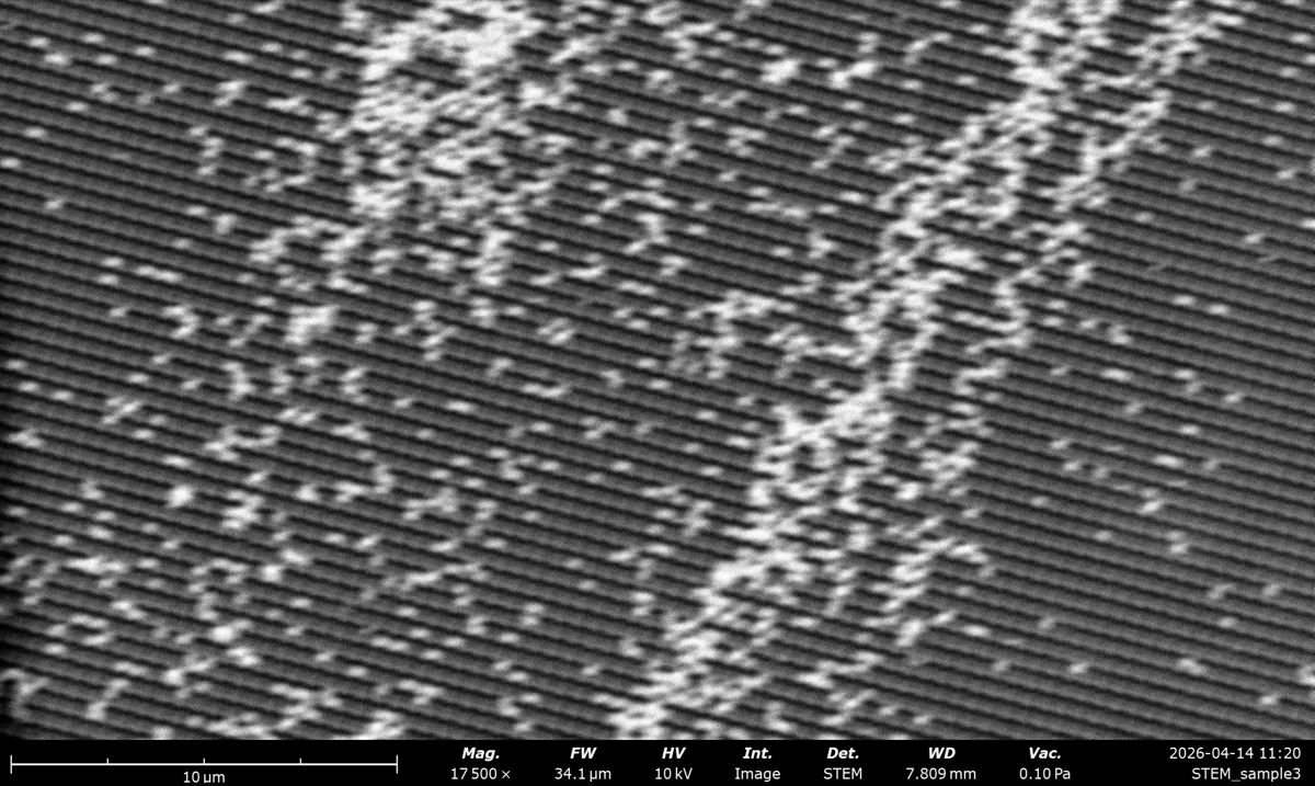 STEM DF at 10 kV on the latex sphere cross grating