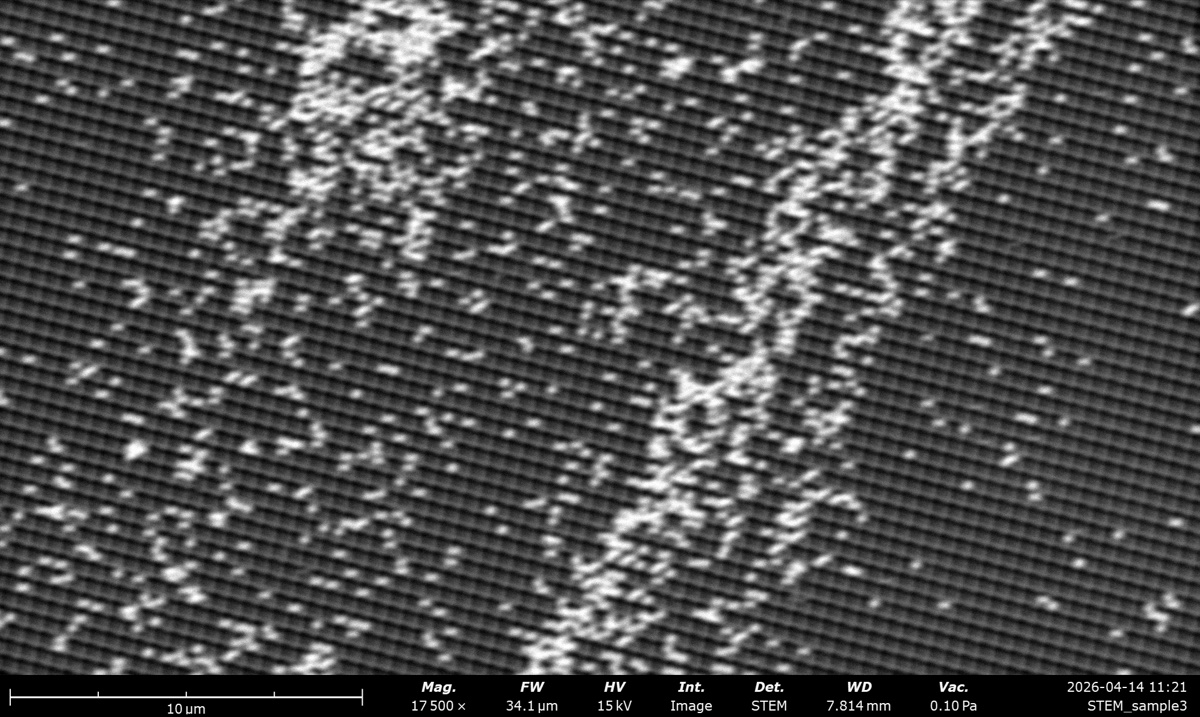 STEM DF at 15 kV on the latex sphere cross grating