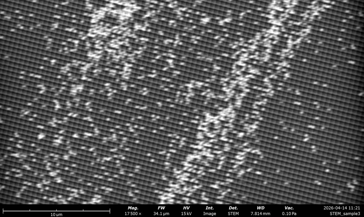 STEM HAADF at 15 kV on the latex sphere cross grating