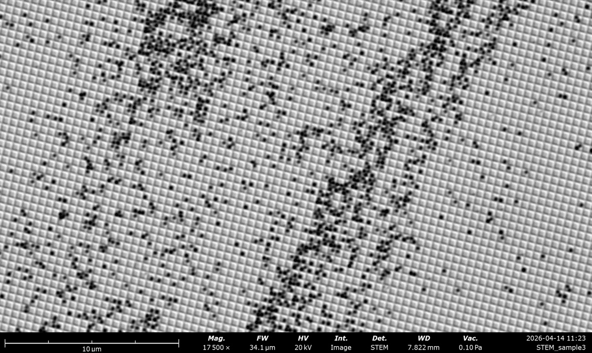 STEM BF at 20 kV on the latex sphere cross grating