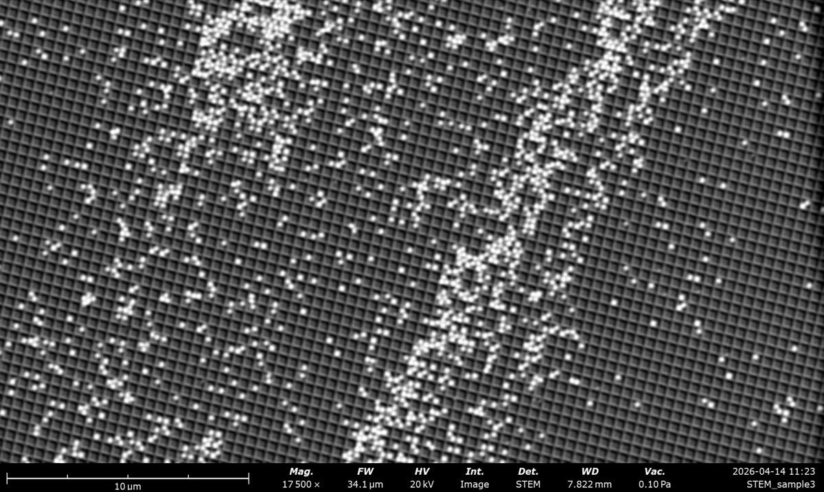STEM DF at 20 kV on the latex sphere cross grating