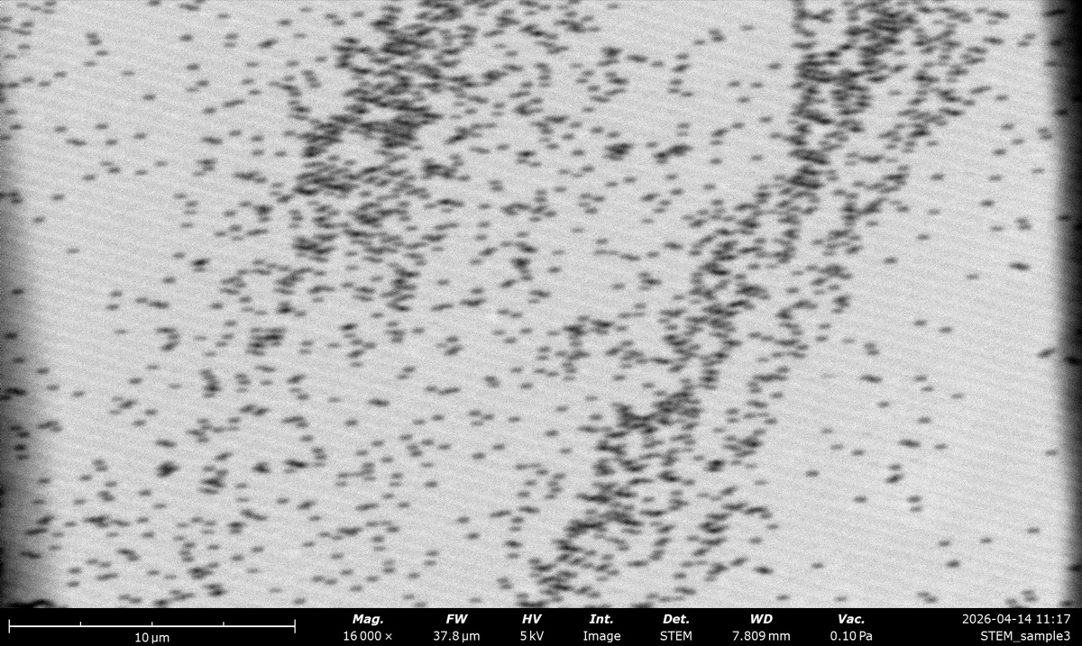 STEM DF at 5 kV on the latex sphere cross grating