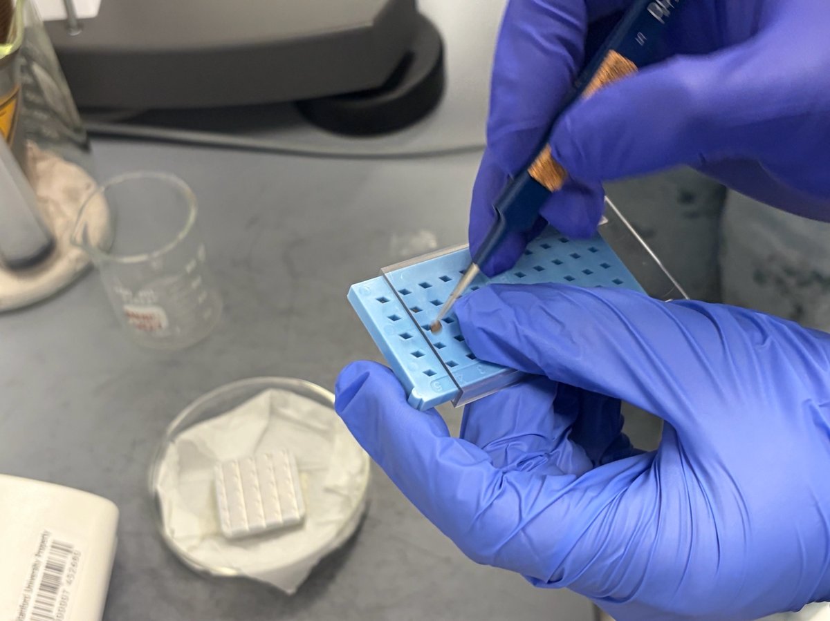 Lifting a TEM grid from a blue grid box with a fine-tip pickup tool