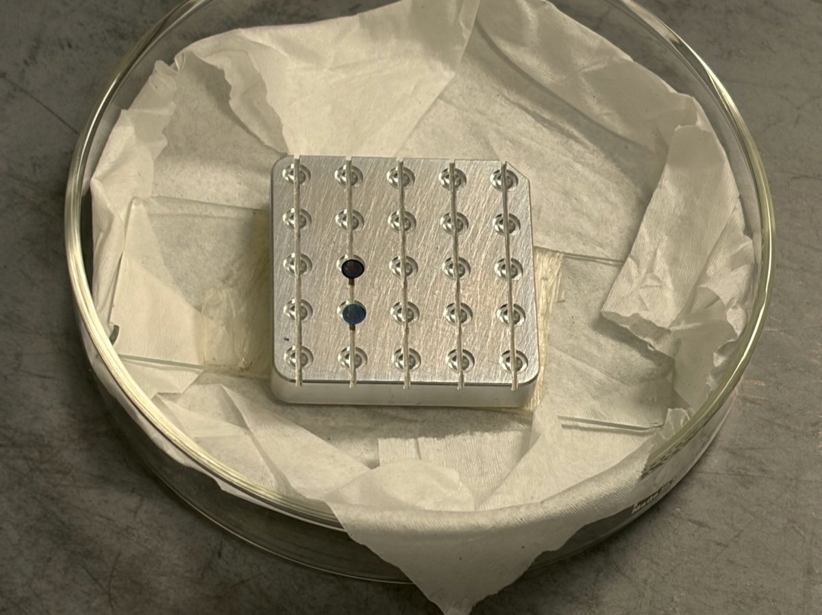 Two TEM grids placed shiny side up on aluminum grid-holder plate in a glass petri dish