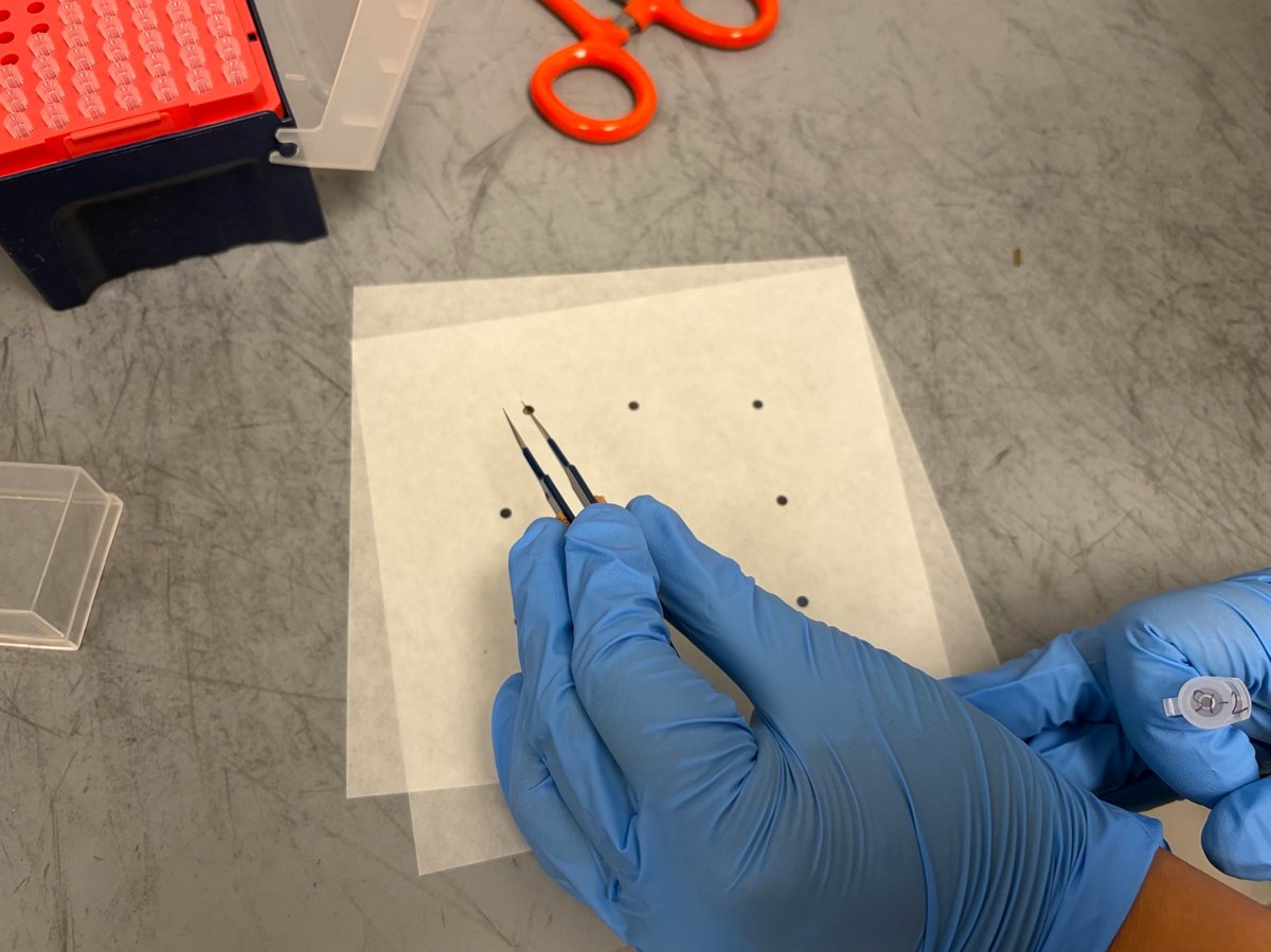 Picking up a dried drop-cast grid from lens paper with anti-capillary tweezers