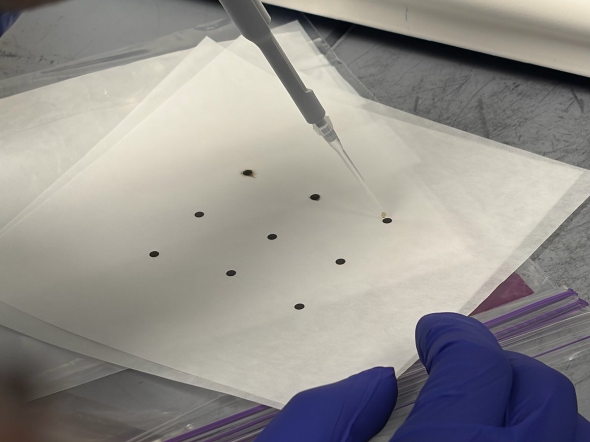 Drop-cast grids drying on lens paper with visible dark spots of deposited solution